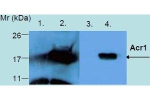 Western Blotting analysis of recombinant protein Acr1 produced in Escherichia coli BL21 (lambdaDE3) transfected bacterial culture. (HspX 抗体)