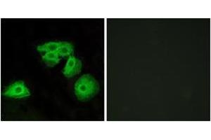 Immunofluorescence analysis of HeLa cells, using ADORA3 Antibody. (Adenosine A3 Receptor 抗体  (AA 255-304))