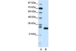 CDK5 antibody (20R-1201) used at 0. (CDK5 抗体  (N-Term))