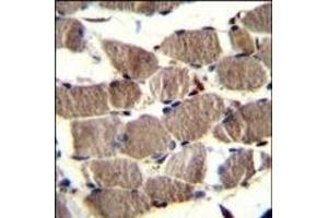 PION Antibody (C-term) (ABIN656412 and ABIN2845706) immunohistochemistry analysis in formalin fixed and paraffin embedded human skeletal muscle followed by peroxidase conjugation of the secondary antibody and DAB staining. (GSAP 抗体  (C-Term))