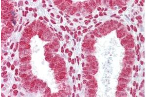 Anti-HOXA11 antibody IHC staining of human uterus. (Homeobox A11 抗体  (AA 210-259))