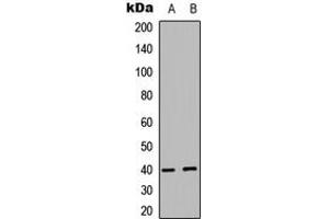 Western blot analysis of PRAS40 expression in MCF7 (A), human Testis (B) whole cell lysates. (PRAS40 抗体  (C-Term))
