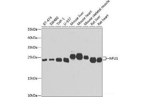 Western blot analysis of extracts of various cell lines using NFU1 Polyclonal Antibody at dilution of 1:1000. (NFU1 抗体)