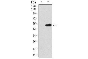 Image no. 1 for anti-BPI Fold Containing Family A, Member 2 (BPIFA2) antibody (ABIN1490989) (BPIFA2 抗体)