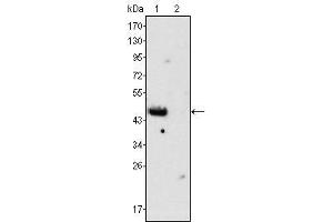 Western Blot showing GATA4 antibody used against rat fetal heart (1) and adult heart (2) tissues lysate. (GATA4 抗体)