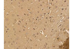 NAA40 Mouse Monoclonal Antibody at 1/100 staining rat brain tissue by IHC-P.