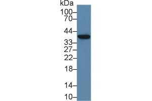 Detection of ND1 in Porcine Liver lysate using Polyclonal Antibody to NADH Dehydrogenase 1 (ND1) (MT-ND1 抗体  (AA 186-270))