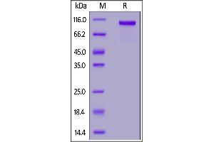 Human CD16a (V176), HSA,His Tag on  under reducing (R) condition.