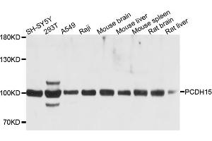 Western blot analysis of extracts of various cell lines, using PCDH15 antibody (ABIN6003792) at 1/1000 dilution. (PCDH15 抗体)