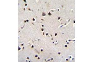 Immunohistochemistry analysis in formalin fixed and paraffin embedded human brain tissue reacted with LRRC46 Antibody (N-term) followed by peroxidase conjugation of the secondary antibody and DAB staining. (LRRC46 抗体  (N-Term))