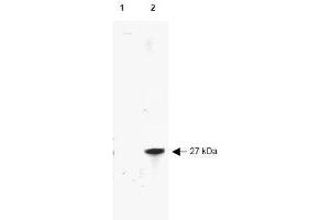 Image no. 1 for anti-Red Fluorescent Protein (RFP) antibody (HRP) (ABIN401228) (RFP 抗体  (HRP))
