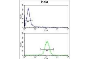 UHRF1 Antibody (Center) (ABIN652792 and ABIN2842520) flow cytometry analysis of Hela cells (bottom histogram) compared to a negative control cell (top histogram). (UHRF1 抗体  (AA 229-257))