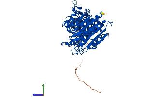 Protein Structure (PS) image for Cytosol Aminopeptidase (LAP3) (AA 1-519) protein (His tag) (ABIN7560493)