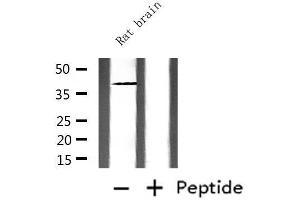 Western blot analysis of extracts from rat brain, using CD244 Antibody. (2B4 抗体  (N-Term))