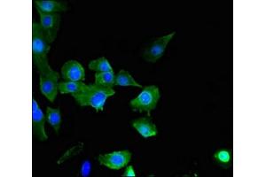 Immunofluorescent analysis of U251 cells using ABIN7170444 at dilution of 1:100 and Alexa Fluor 488-congugated AffiniPure Goat Anti-Rabbit IgG(H+L) (C21ORF56 抗体  (AA 1-186))