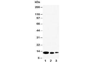 Western blot testing of CXCL9 antibody and Lane 1:  recombinant human protein 10ng (CXCL9 抗体  (N-Term))