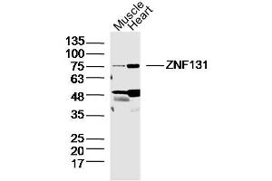Lane 1: Mouse Muscle lysates Lane 2: Mouse Heart lysates probed with ZNF131 Polyclonal Antibody, Unconjugated  at 1:300 dilution and 4˚C overnight incubation. (ZNF131 抗体  (AA 351-460))