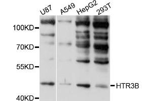 Western blot analysis of extracts of various cell lines, using HTR3B antibody (ABIN4903988) at 1:1000 dilution. (Serotonin Receptor 3B 抗体)