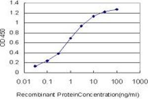 Detection limit for recombinant GST tagged MYBL2 is approximately 0. (MYBL2 抗体  (AA 601-700))