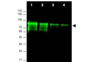 Western blot using Mre11a polyclonal antibody  shows detection of a band ~ 80 KDa corresponding to mouse Mre11a (arrowhead). (Mre11 抗体  (AA 68-706))