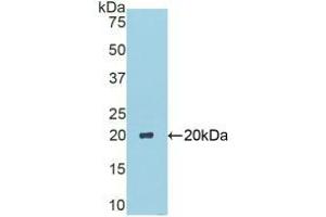 Western blot analysis of recombinant Mouse CA6. (CA6 抗体  (AA 27-181))