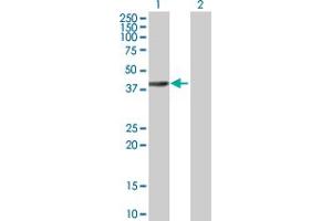 Western Blot analysis of ELMOD3 expression in transfected 293T cell line by ELMOD3 MaxPab polyclonal antibody. (ELMOD3 抗体  (AA 1-391))