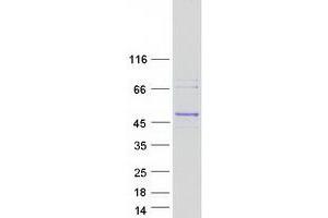 Validation with Western Blot (RGP1 Protein (Myc-DYKDDDDK Tag))