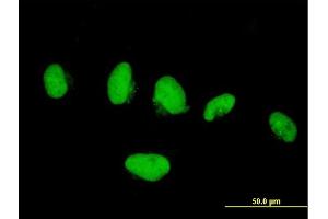 Immunofluorescence of purified MaxPab antibody to KIF4A on HeLa cell. (KIF4A 抗体  (AA 1-1127))