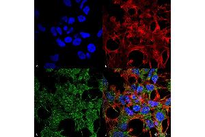 Immunocytochemistry/Immunofluorescence analysis using Rabbit Anti-GABARAP Polyclonal Antibody . (GABARAP 抗体  (N-Term) (Atto 488))