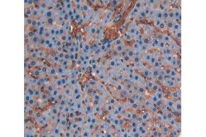 Used in DAB staining on fromalin fixed paraffin- embedded liver tissue (CD236/GYPC 抗体  (AA 1-95))