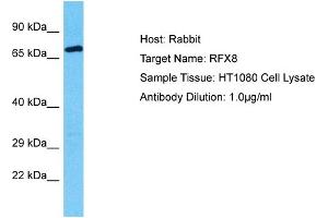 Host: Rabbit Target Name: RFX8 Sample Tissue: Human HT1080 Whole Cell Antibody Dilution: 1ug/ml (RFX8 抗体  (C-Term))