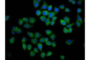 Immunofluorescence staining of Hela cells with ABIN7148577 at 1:100, counter-stained with DAPI. (Cornifelin (CNFN) (AA 1-112) 抗体)