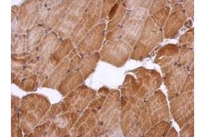IHC-P Image Immunohistochemical analysis of paraffin-embedded mouse muscle, using HSF2BP, antibody at 1:500 dilution. (HSF2BP 抗体)