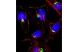 Fluorescent image of Hela cell stained with PTGS1 Antibody . (PTGS1 抗体  (C-Term))