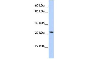 Western Blotting (WB) image for anti-Lysophospholipase II (LYPLA2) antibody (ABIN2460084) (LYPLA2 抗体)