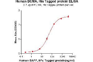 ELISA image for Tumor Necrosis Factor Receptor Superfamily, Member 17 (TNFRSF17) (AA 1-54) protein (His tag) (ABIN6964104)