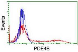 HEK293T cells transfected with either RC211956 overexpress plasmid (Red) or empty vector control plasmid (Blue) were immunostained by anti-PDE4B antibody (ABIN2454985), and then analyzed by flow cytometry. (PDE4B 抗体)