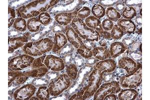 IHC-P Image ACADM antibody detects ACADM protein at mitochondria in mouse kidney by immunohistochemical analysis. (Medium-Chain Specific Acyl-CoA Dehydrogenase, Mitochondrial (MCAD) (N-Term) 抗体)