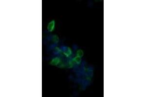 Image no. 2 for anti-UDP-GlcNAc:BetaGal beta-1,3-N-Acetylglucosaminyltransferase 2 (B3GNT2) antibody (ABIN1496800) (B3GNT2 抗体)