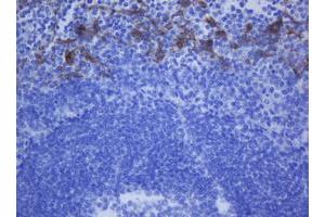 Image no. 1 for anti-Keratin 20 (KRT20) (AA 1-266) antibody (ABIN1490690) (KRT20 抗体  (AA 1-266))