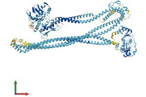 AlphaFold protein structure predicition of Mouse Recombinant Smc1b Protein, UniprotID Q920F6 (SMC1B Protein (AA 1-1248) (His tag))