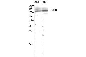 Western Blot (WB) analysis of 293T 3T3 lysis using FGFR4 antibody. (FGFR4 抗体)