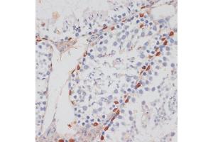 Immunohistochemistry of paraffin-embedded mouse testis using HT antibody (ABIN7267756) at dilution of 1:100 (40x lens). (HTATSF1 抗体  (AA 1-180))
