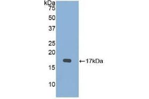 Western Blotting (WB) image for anti-Bone Morphogenetic Protein 15 (BMP15) (AA 274-390) antibody (ABIN7441940)