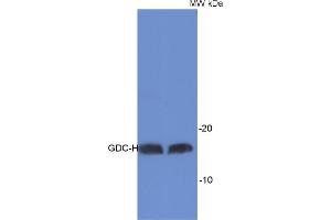 Detection of GDC-H protein in Arabidopsis thaliana total leaf extract. (GDC-H 抗体)