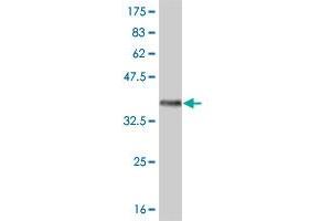 Western Blot detection against Immunogen (35. (FRZB 抗体  (AA 102-190))