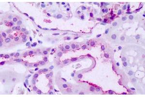 Anti-GPR137B antibody IHC staining of human kidney. (GPR137B 抗体  (C-Term))