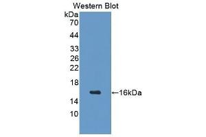 Western Blotting (WB) image for anti-Growth Hormone Releasing Hormone (GHRH) (AA 20-97) antibody (ABIN1077698) (GHRH 抗体  (AA 20-97))