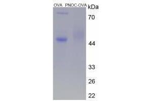 Image no. 2 for Prepronociceptin (PNOC) peptide (Ovalbumin) (ABIN5666362) (Prepronociceptin (PNOC) peptide (Ovalbumin))