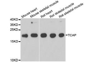 Western blot analysis of extracts of various cell lines, using TCAP antibody. (TCAP 抗体  (AA 1-167))